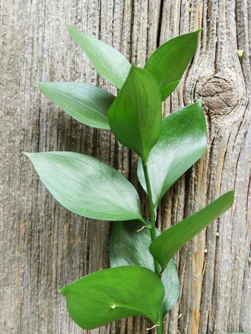 ISRAELI RUSCUS   GREENS